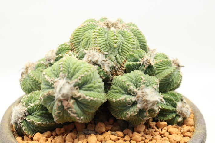 花籠 輸入球 A3553☆アズテキウム リッテリ サボテン☆「送料 花籠 輸入球 A3553☆アズテキウム リッテリ サボテン☆「送料