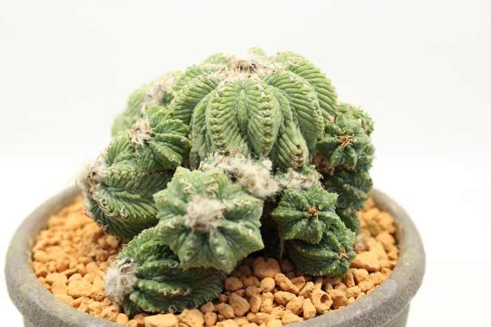 アズテキウム　花籠　古い現地球カキコ　作家鉢 アズテキウム・花籠 | trigger