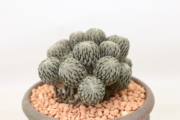 精巧丸 群生type 実生 A3715☆ペレキフォラ サボテン☆「送料無料