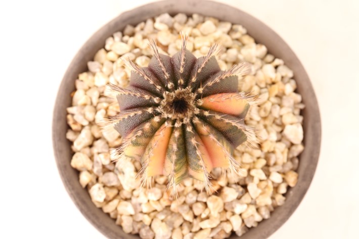 ペクチニフェラ錦 実生 A3750☆ユーベルマニア サボテン☆「送料無料