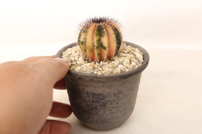 ペクチニフェラ錦 実生 A3750☆ユーベルマニア サボテン☆「送料無料