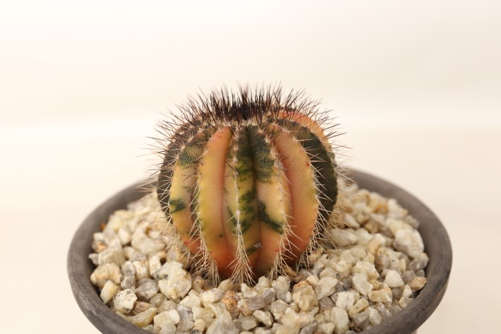 ペクチニフェラ錦 実生 A3750☆ユーベルマニア サボテン☆「送料無料