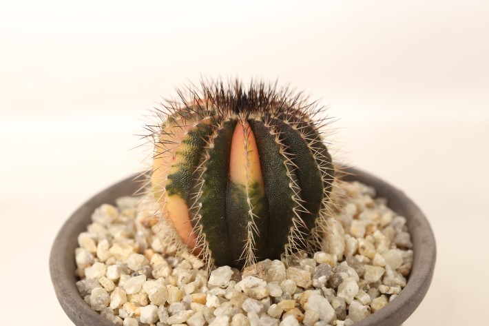 ペクチニフェラ錦