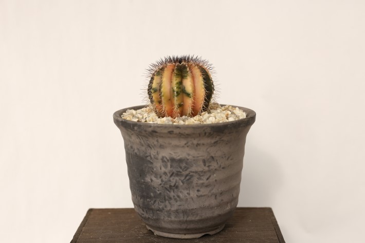 ペクチニフェラ錦