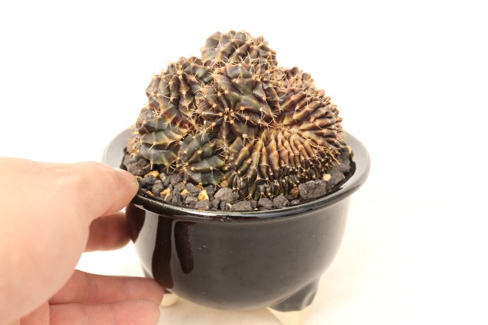 ミハノビッチ綴化