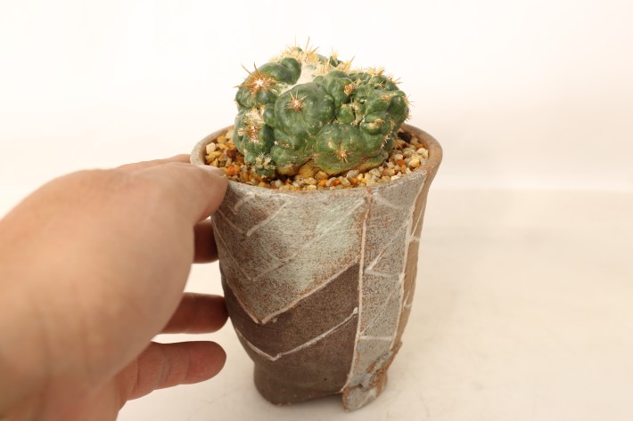 象牙丸モンスト 実生 A3754☆コリファンタ サボテン☆「送料無料」浦部