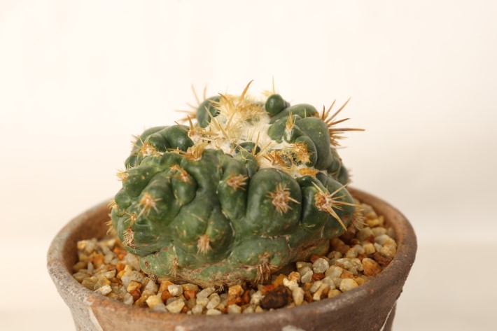 象牙丸モンスト 実生 A3754☆コリファンタ サボテン☆「送料無料