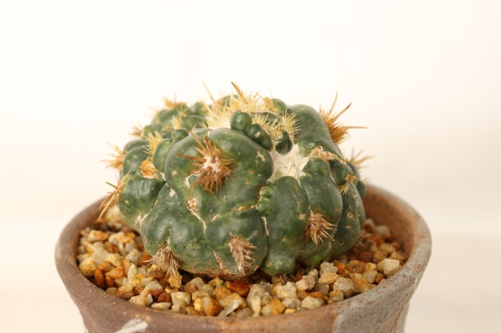 象牙丸モンスト 実生 A3754☆コリファンタ サボテン☆「送料無料」浦部