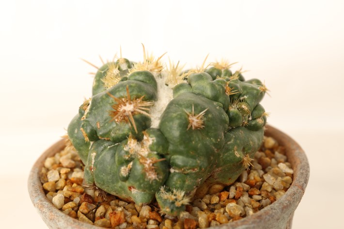 象牙丸モンスト