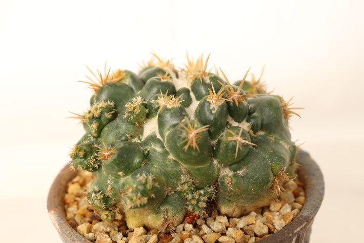 象牙丸モンスト