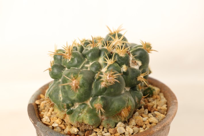 象牙丸モンスト