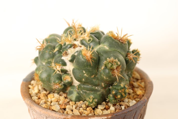 象牙丸モンスト