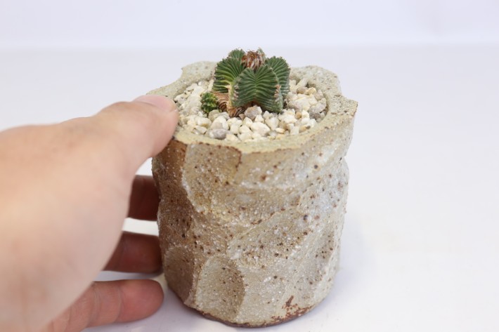 【希少株】アズテキウム紅籠 国内実生 接木 塊根植物 サボテン コーデックス 希少株】アズテキウム紅籠 国内実生 接木 塊根植物 サボテン