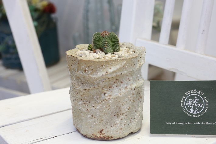 【希少株】アズテキウム紅籠 国内実生 接木 塊根植物 サボテン コーデックス 希少株】アズテキウム紅籠 国内実生 接木 塊根植物 サボテン