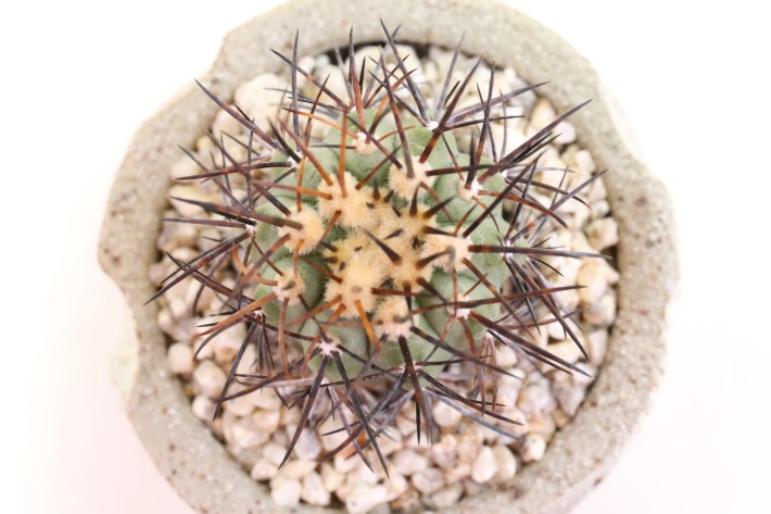 送料無料】レンベッキー コピアポア 実生 A3764｜サボテン｜浦部陽向園