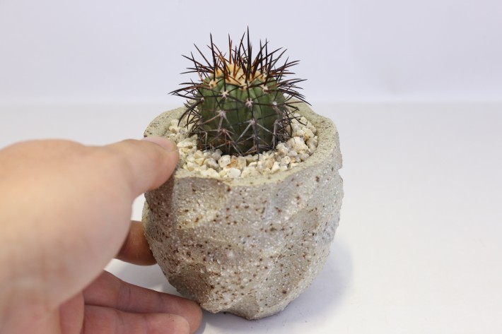 阪井 旭代 | コピアポア レンベッキー Copiapoa lembkei