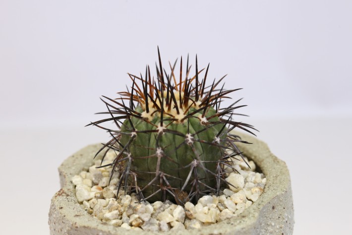 阪井 旭代 | コピアポア レンベッキー Copiapoa lembkei
