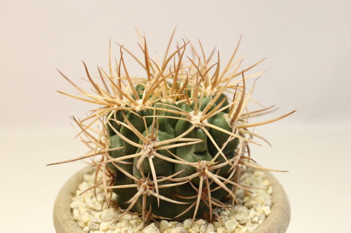 守金魔天竜　実生 Gymnocalycium mazanense ギムノカリキウム 守金魔天竜 サボテン