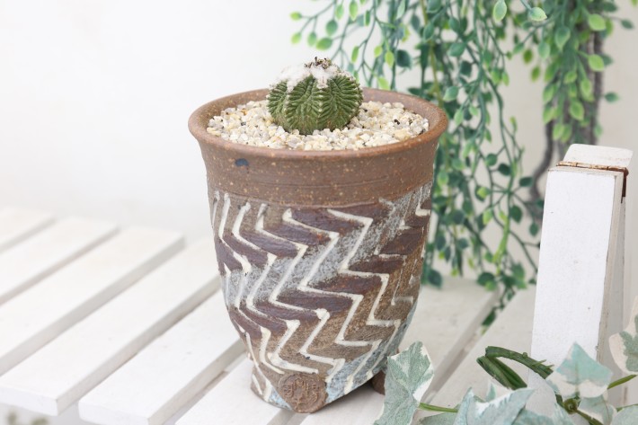 アズテキウム 紅籠 自根 陶器鉢 紅籠 アズテキウム 自根 アズテキウム