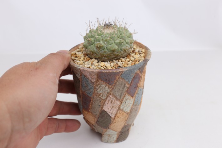 菊水