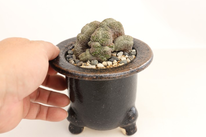 精巧丸綴化