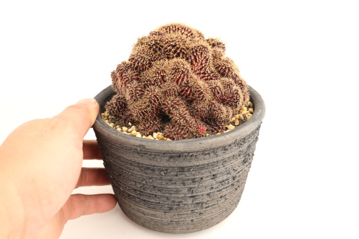ミハノビッチ綴化