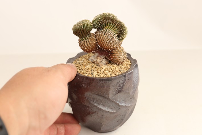 メキシカーナ綴化