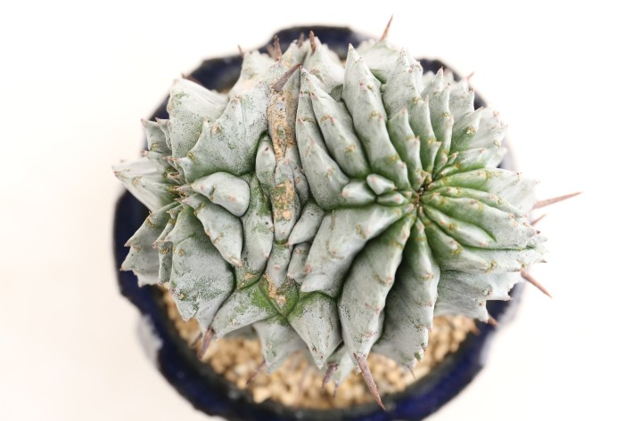白虎 カキコ ユーフォルビア ポリゴナ ホリダ モンスト 綴化 白虎 カキコ ユーフォルビア ポリゴナ ホリダ モンスト 綴化