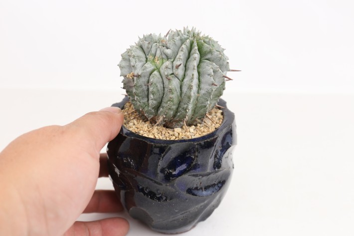 白虎 カキコ ユーフォルビア ポリゴナ ホリダ モンスト 綴化 白虎 カキコ ユーフォルビア ポリゴナ ホリダ モンスト 綴化