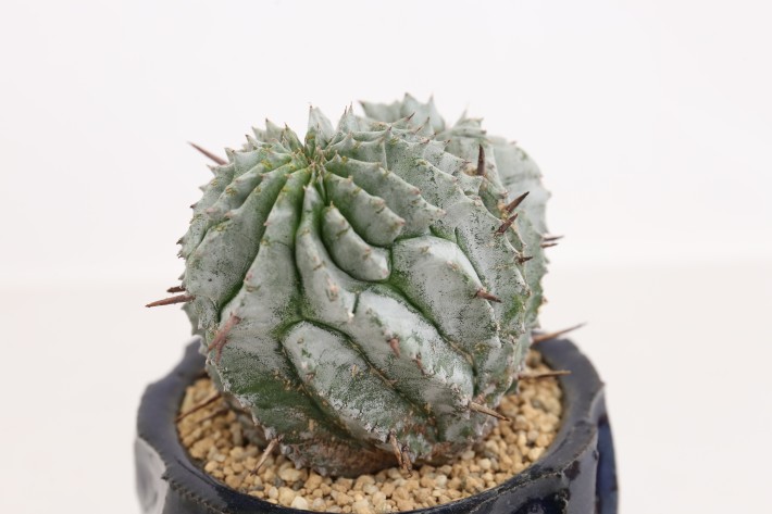 送料無料】ホリダモンスト 白虎 ユーフォルビア 輸入球カキ仔