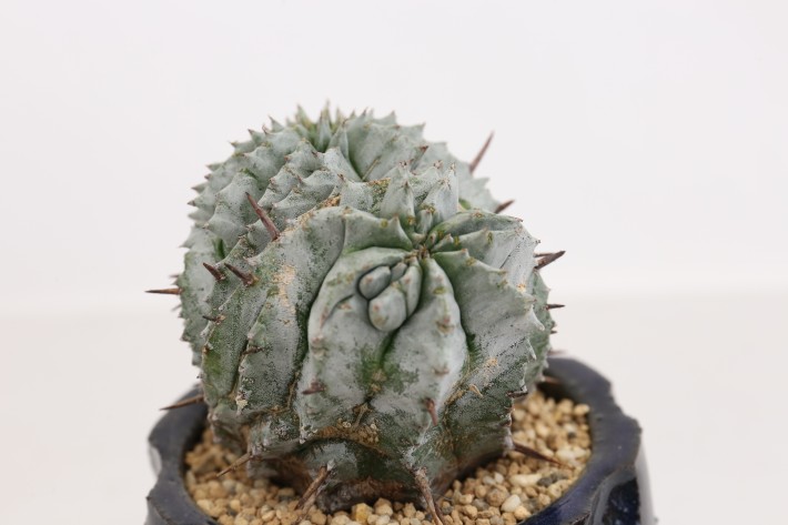 白虎 カキコ ユーフォルビア ポリゴナ ホリダ モンスト 綴化 白虎 カキコ ユーフォルビア ポリゴナ ホリダ モンスト 綴化