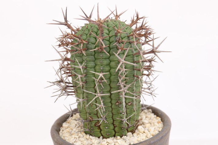 送料無料】群星冠 ユーフォルビア 輸入球カキ仔 A3789｜多肉植物