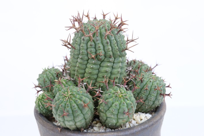 送料無料】群星冠 ユーフォルビア 輸入球カキ仔 A3790｜多肉植物