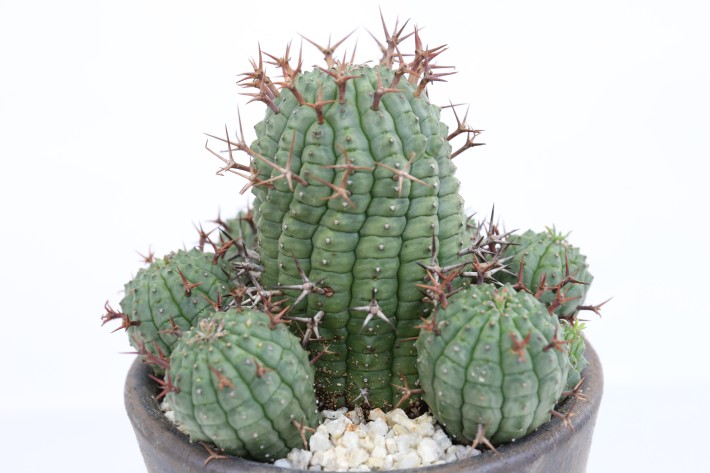 送料無料】群星冠 ユーフォルビア 輸入球カキ仔 A3790|多肉植物 送料無料】群星冠 ユーフォルビア 輸入球カキ仔 A3790|多肉植物