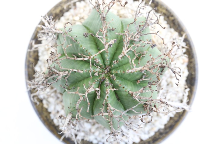 送料無料】バリダ ユーフォルビア 実生 A3791｜多肉植物｜浦部陽向園
