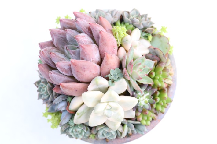 多肉植物 寄せ植えセット エケベリア セダム サボテン カラフル