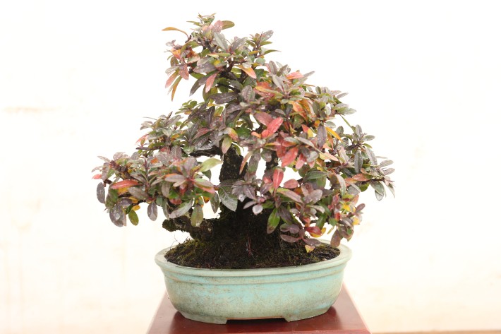 送料無料】タチバナモドキ ピラカンサ 小品盆栽 A3812｜盆栽 花物実物