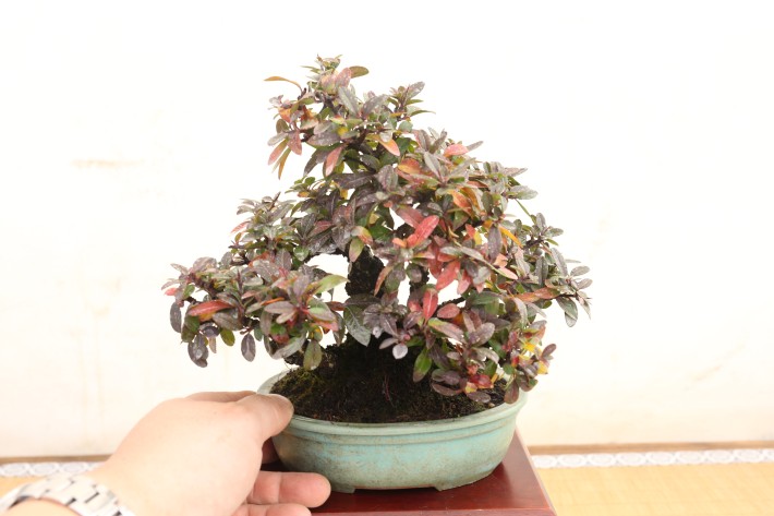 送料無料】タチバナモドキ ピラカンサ 小品盆栽 A3812｜盆栽 花