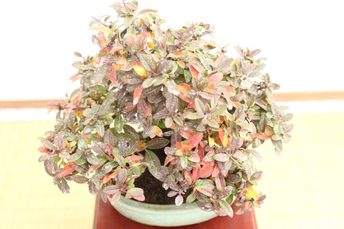 送料無料】タチバナモドキ ピラカンサ 小品盆栽 A3812｜盆栽 花