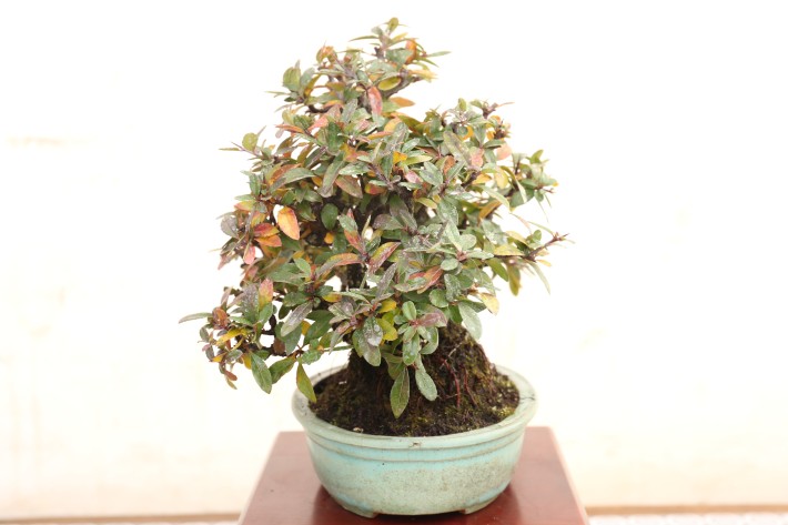 タチバナモドキ