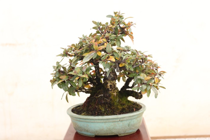 送料無料】タチバナモドキ ピラカンサ 小品盆栽 A3812｜盆栽 花