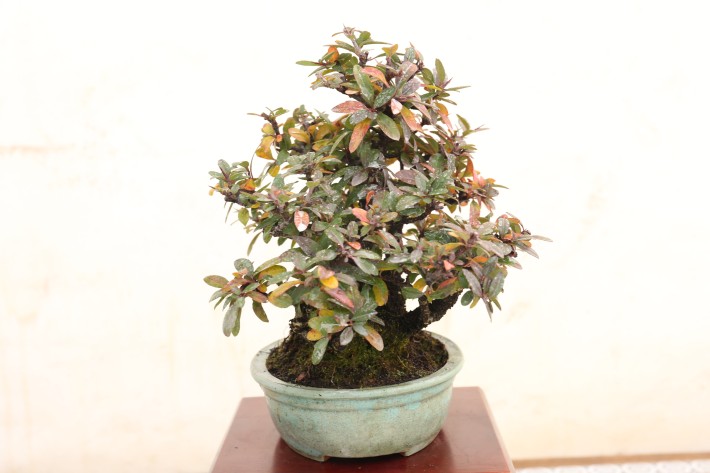 タチバナモドキ