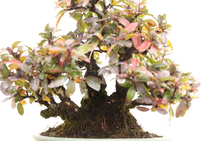 タチバナモドキ