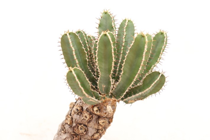 送料無料】ムランジーナ ユーフォルビア 輸入 A3828｜多肉植物 塊根