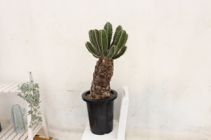 ユーフォルビア ムランジーナ 手乗りサイズ。 ユーフォルビア