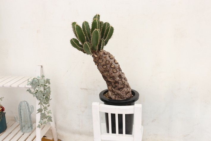 送料無料】ムランジーナ ユーフォルビア 輸入 A3828｜多肉植物 塊根