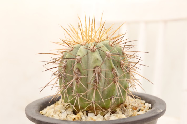 送料無料】ハセルトニアナ 逆鱗丸 コピアポア 輸入 A3829｜サボテン