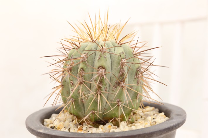 送料無料】ハセルトニアナ 逆鱗丸 コピアポア 輸入 A3829｜サボテン