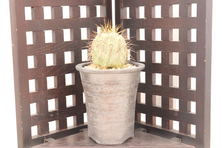 送料無料】ハセルトニアナ 逆鱗丸 コピアポア 輸入 A3829｜サボテン