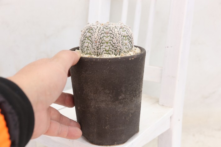 カブト